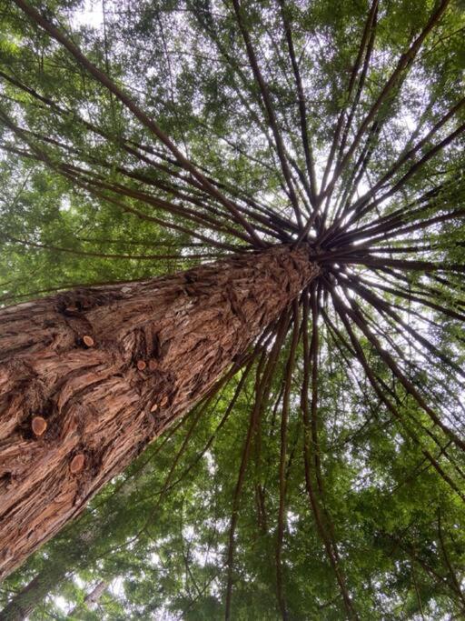 ~* The Spectacular Spyglass Treehouse *~ Occidental Екстер'єр фото